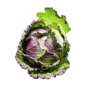 January King Cabbage Wholesale