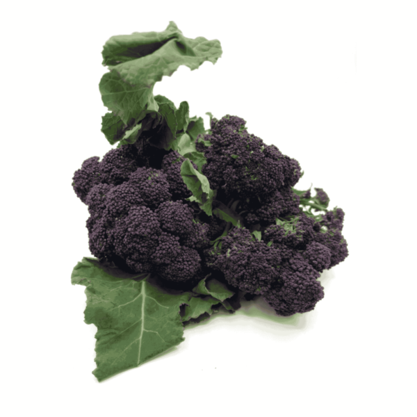 Purple Sprouting Broccoli Wholesale