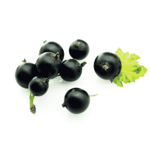 Black Currants Wholesale