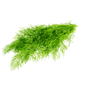 Dill Wholesale