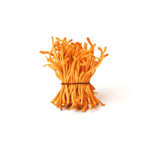 Cordyceps Wholesale