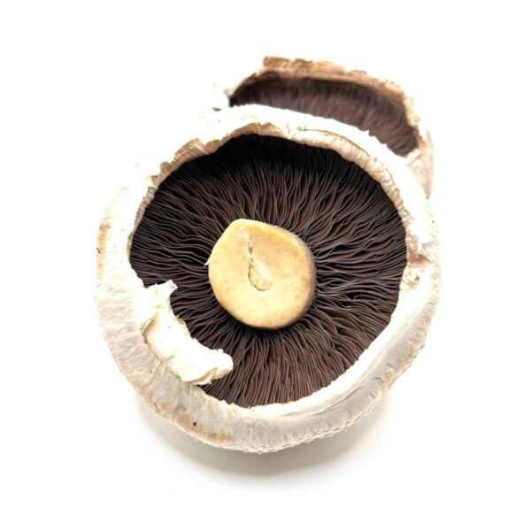 Flat Mushrooms Wholesale