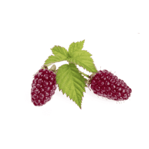 Loganberries Wholesale