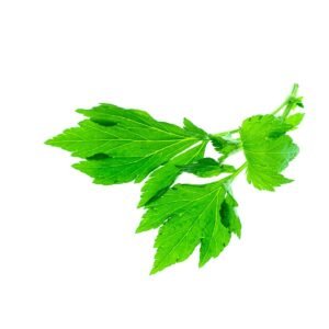 Lovage Wholesale