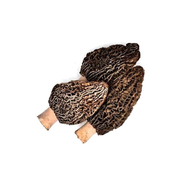 Morel Mushrooms Wholesale