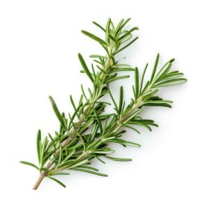 Rosemary Wholesale