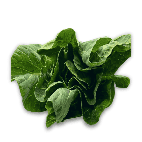 Spring Green Cabbages Wholesale