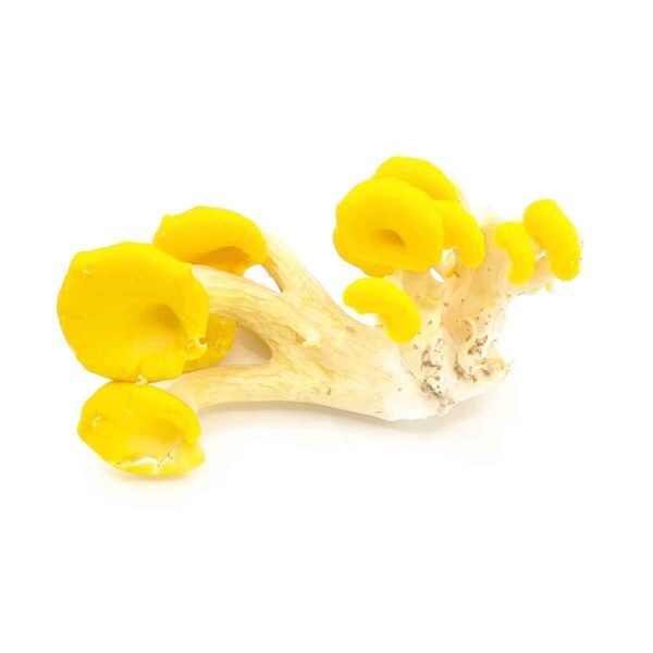 Yellow Oyster Mushrooms Wholesale