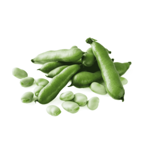 Broad Beans Wholesale