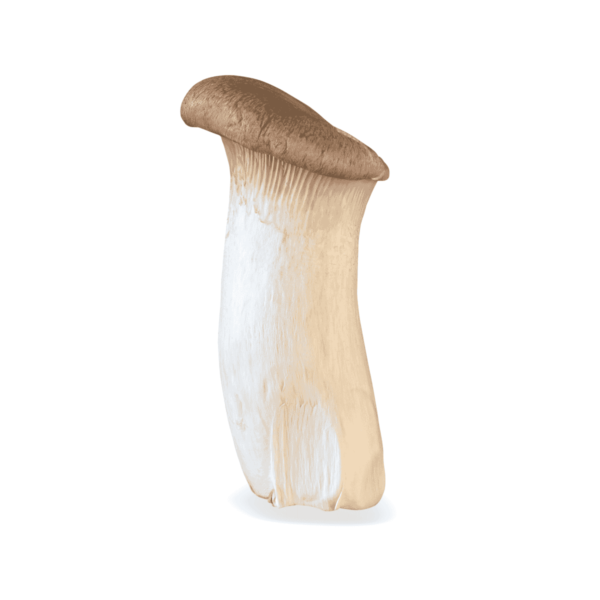 King Oyster Mushrooms Wholesale