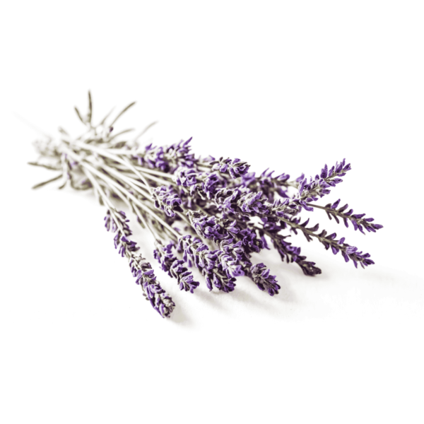 Lavender Wholesale