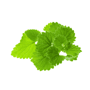 Lemon Balm Wholesale