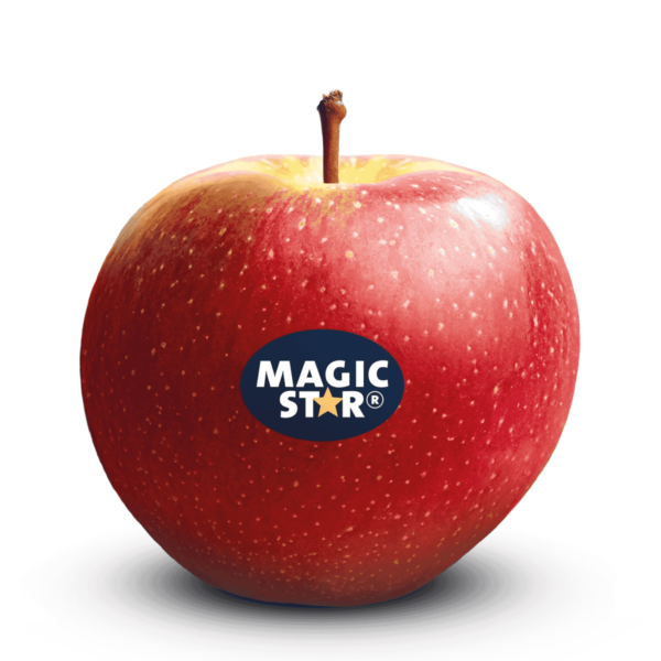 Magic Star Apples Wholesale