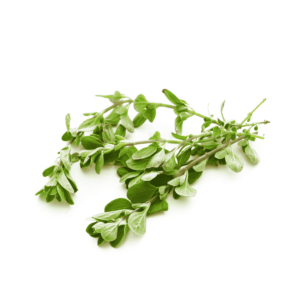 Marjoram Wholesale