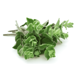 Oregano Wholesale