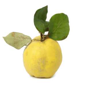 Quince Apple Wholesale