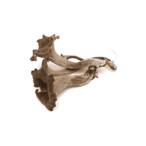 Black Trompette Mushrooms Wholesale