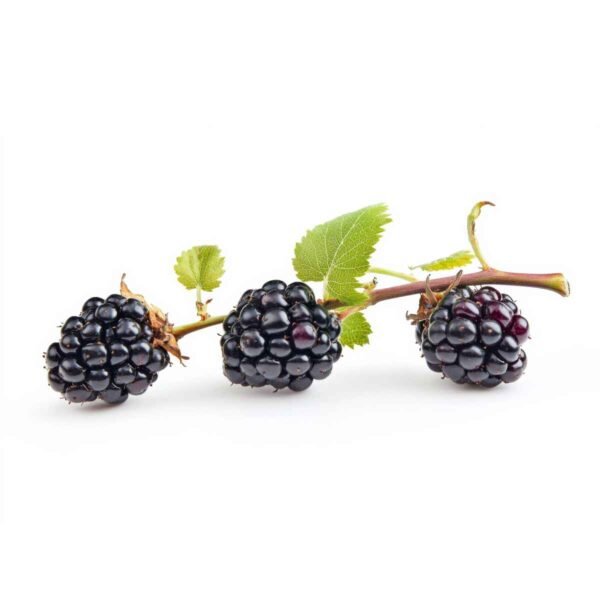 Blackberries Wholesale