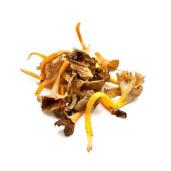 Chanterelle Mushroom Wholesale