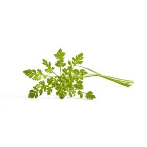 Chervil Wholesale