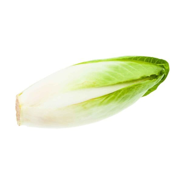 Chicory Wholesale