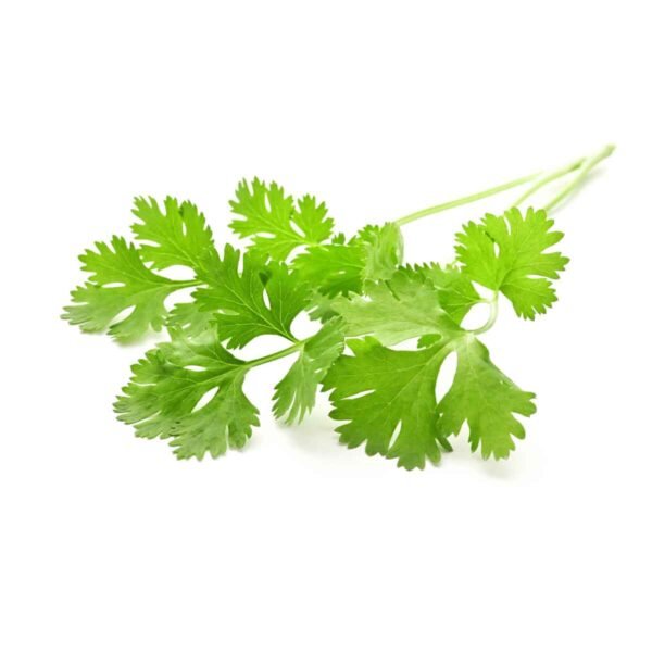 Coriander Wholesale