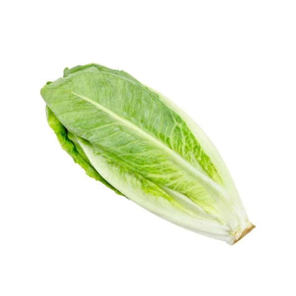 Cos Lettuce Wholesale