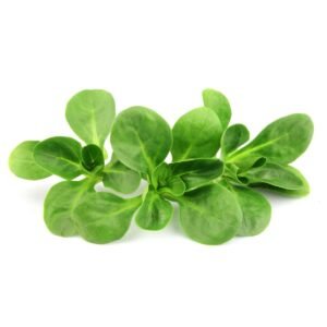 Lambs Lettuce Wholesale