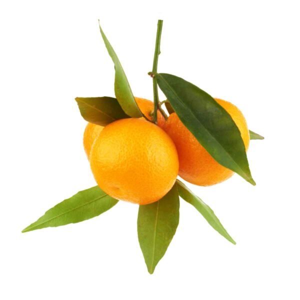 Leafy Clementines Wholesale