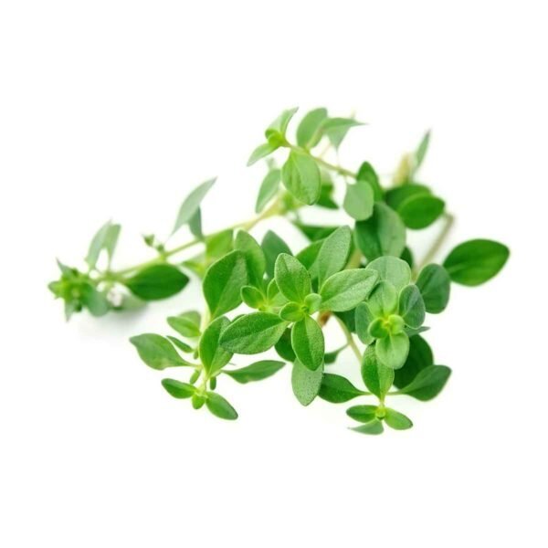 Lemon Thyme Wholesale