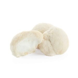 Lions Mane Wholesale