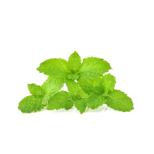 Mint Wholesale