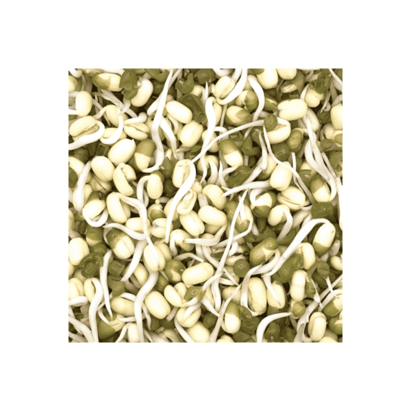 Mung Beans Close Up Wholesale