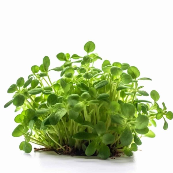 Mustard Cress Wholesale