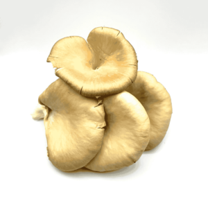 Oyster Mushrooms Wholesale