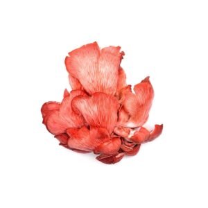 Pink Oyster Mushrooms Wholesale