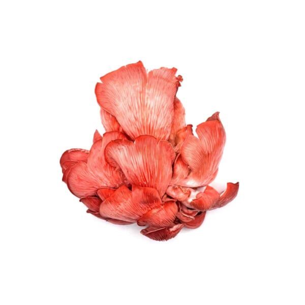 Pink Oyster Mushrooms Wholesale