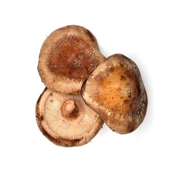 Shiitake Mushrooms Wholesale