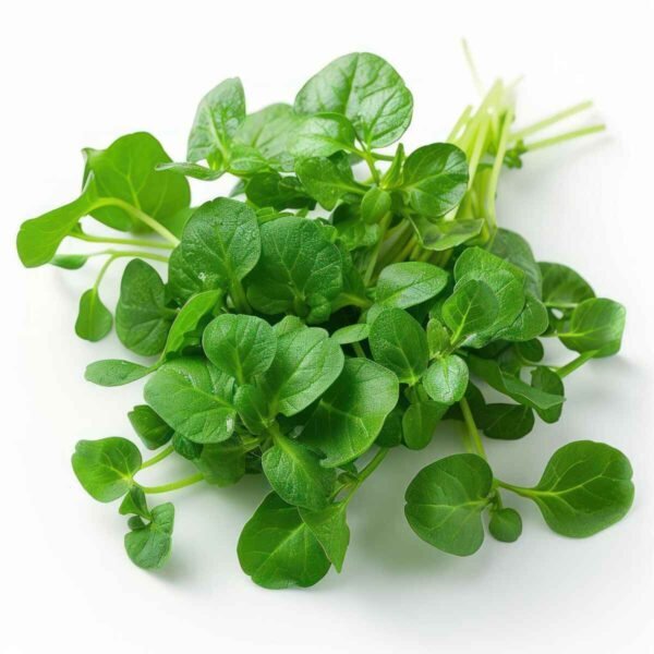 Watercress Wholesale